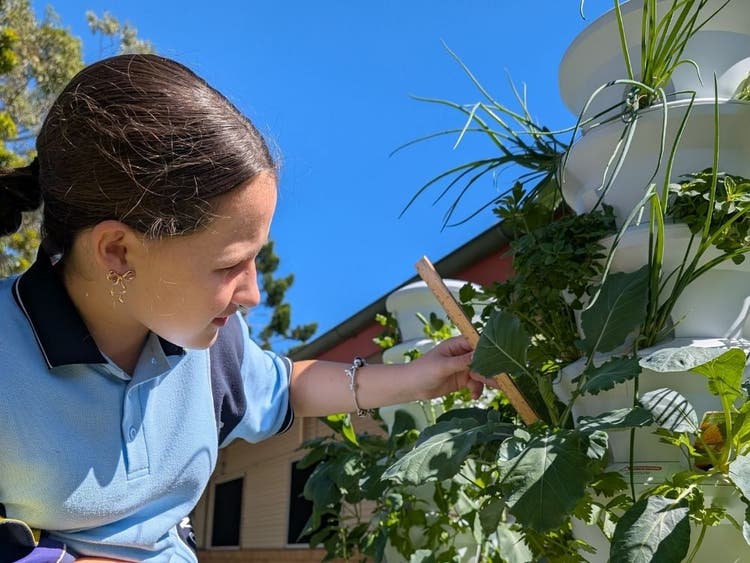 a student using a ruler to measure the height of a small plant growning in a vertical hydroponic garden